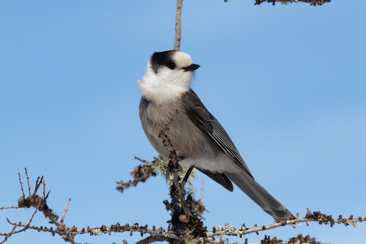 Canada Jay - ML312466901