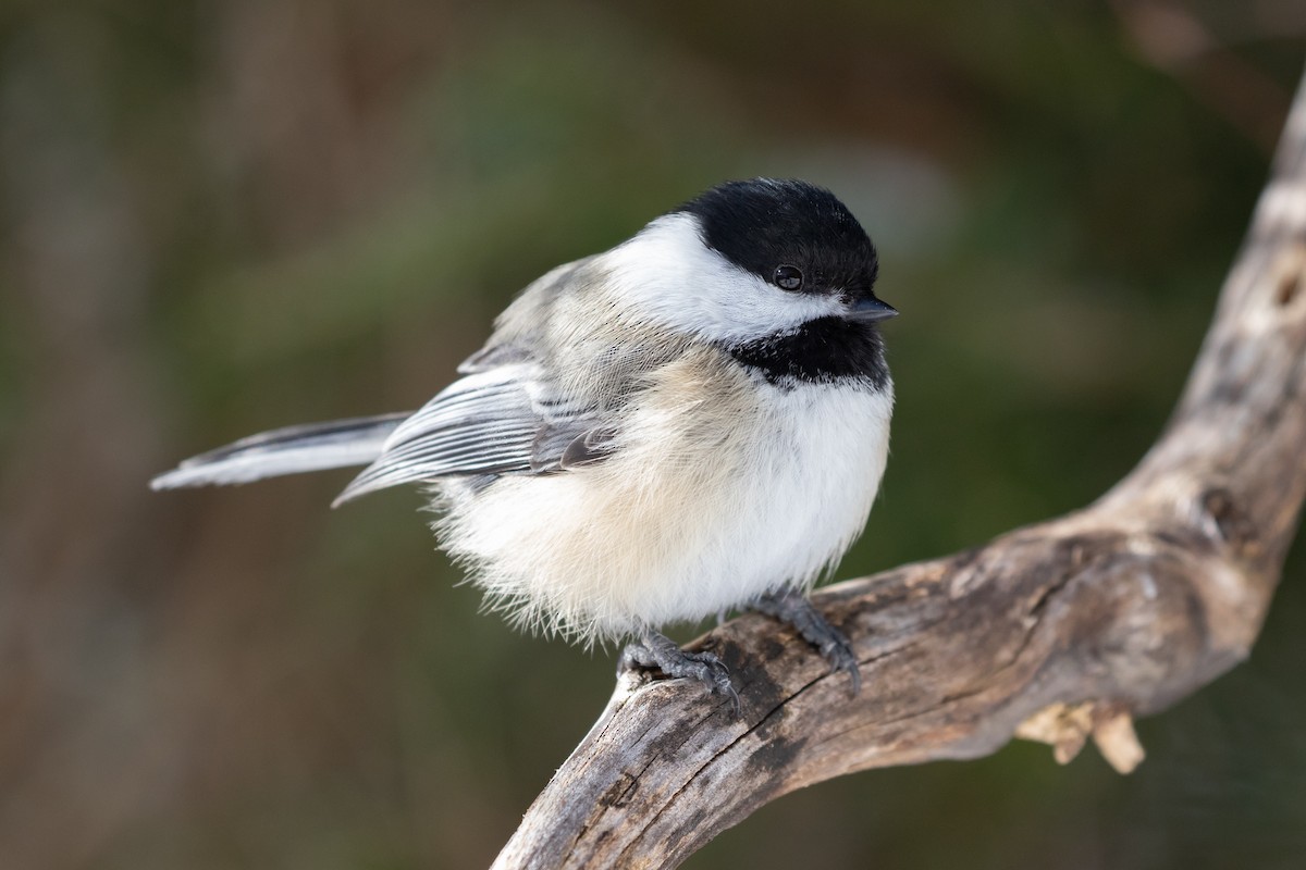 Black-capped Chickadee - ML312466981