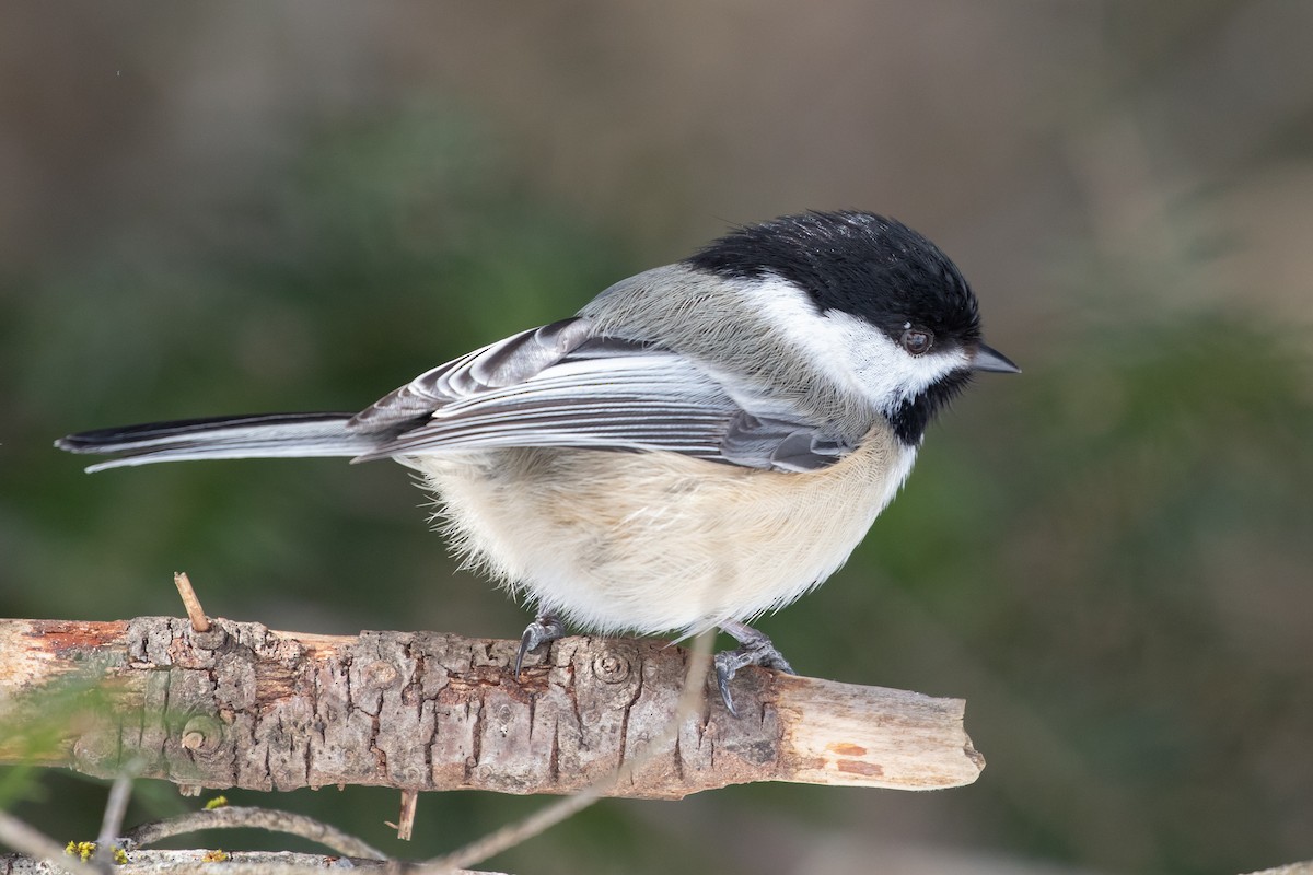 Black-capped Chickadee - ML312466991