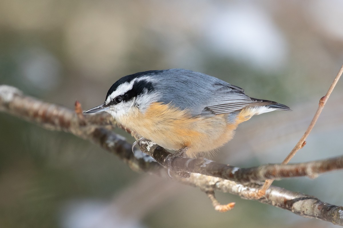 Red-breasted Nuthatch - ML312467081