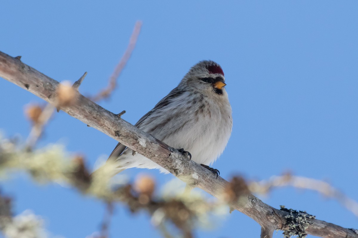 Common Redpoll - ML312467161