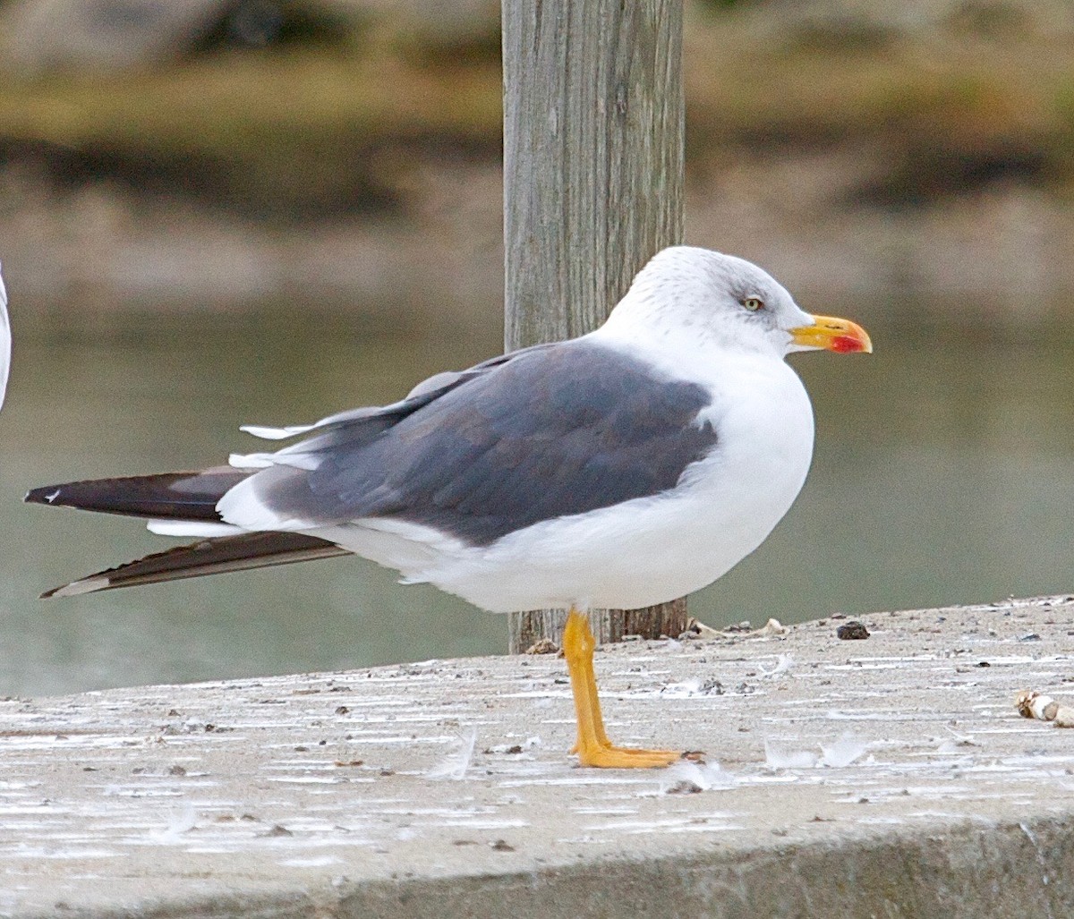 Lesser Black-backed Gull - Karl Overman