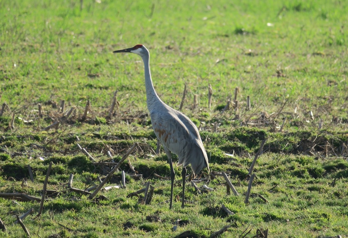 Sandhill Crane - ML312468041