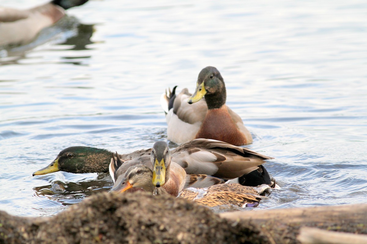 Mallard - Kevin McGowan