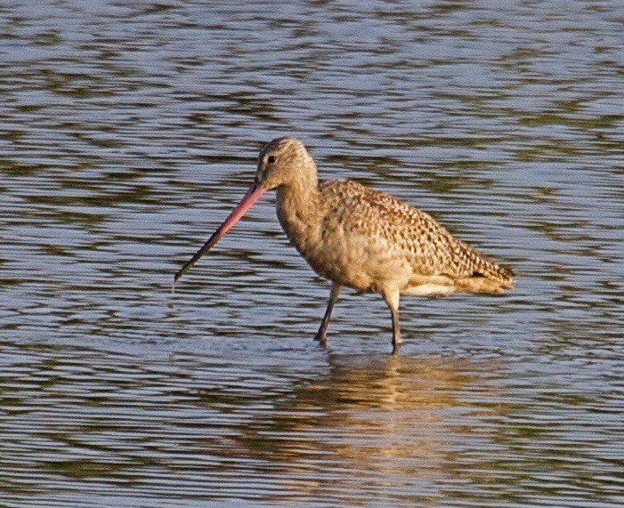 Marbled Godwit - ML31246991