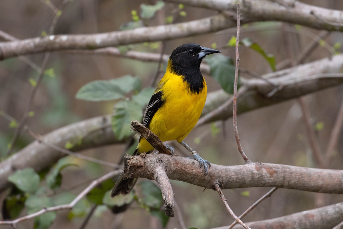 Audubon's Oriole - Peggy Rudman