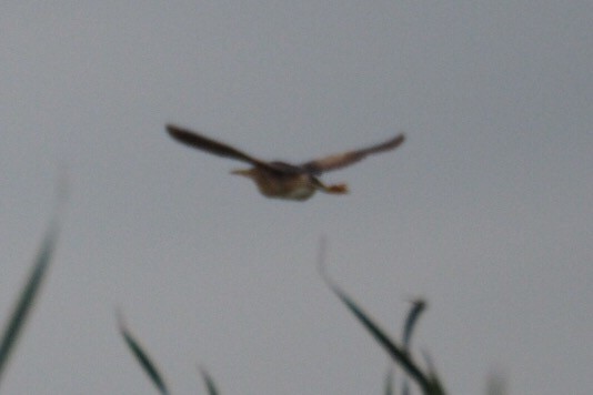 Least Bittern - Paul Kinzer