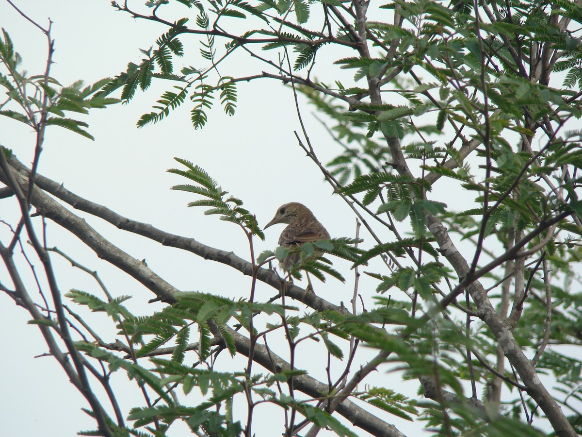 Firewood-gatherer - ML312472691