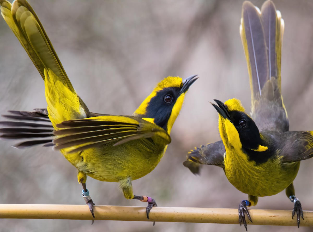 Yellow-tufted Honeyeater (Helmeted) - ML312473551