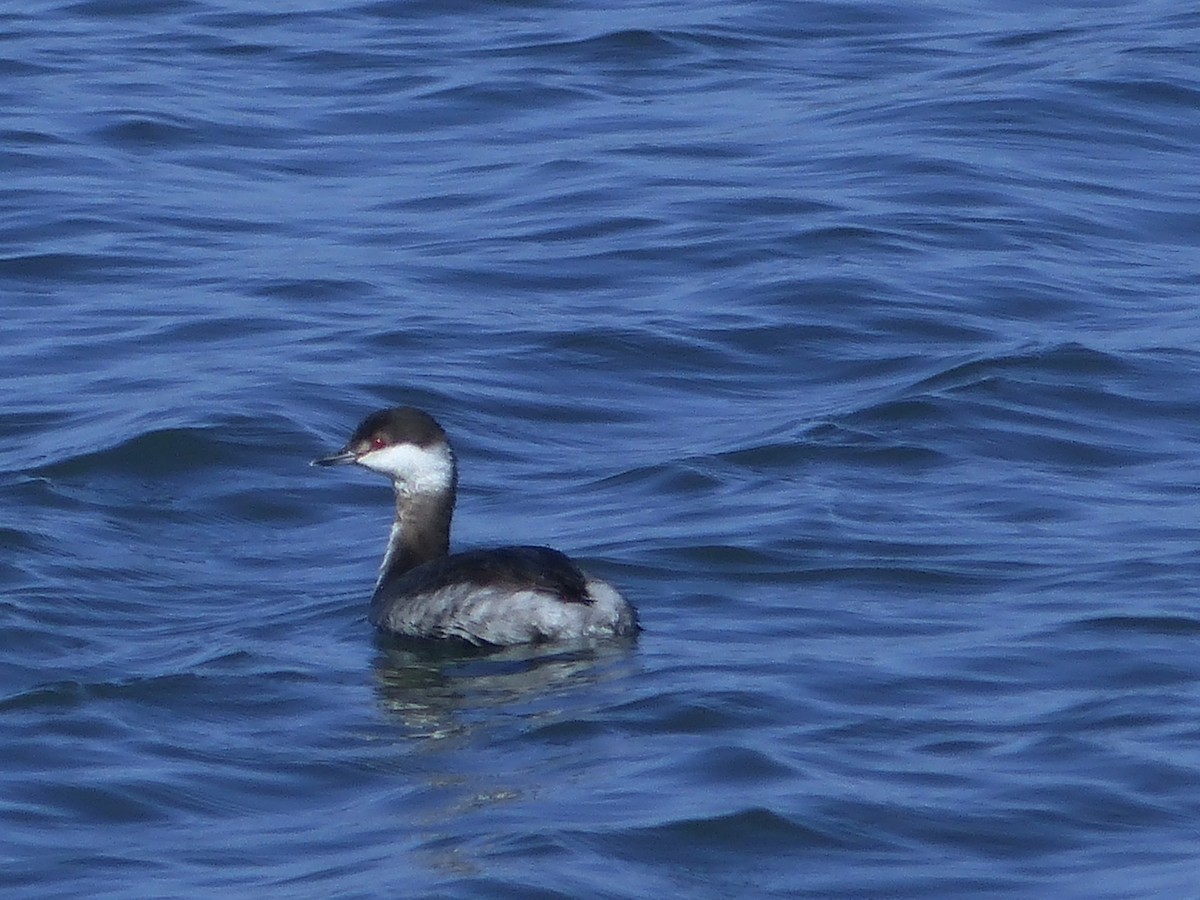 Horned Grebe - ML312473611