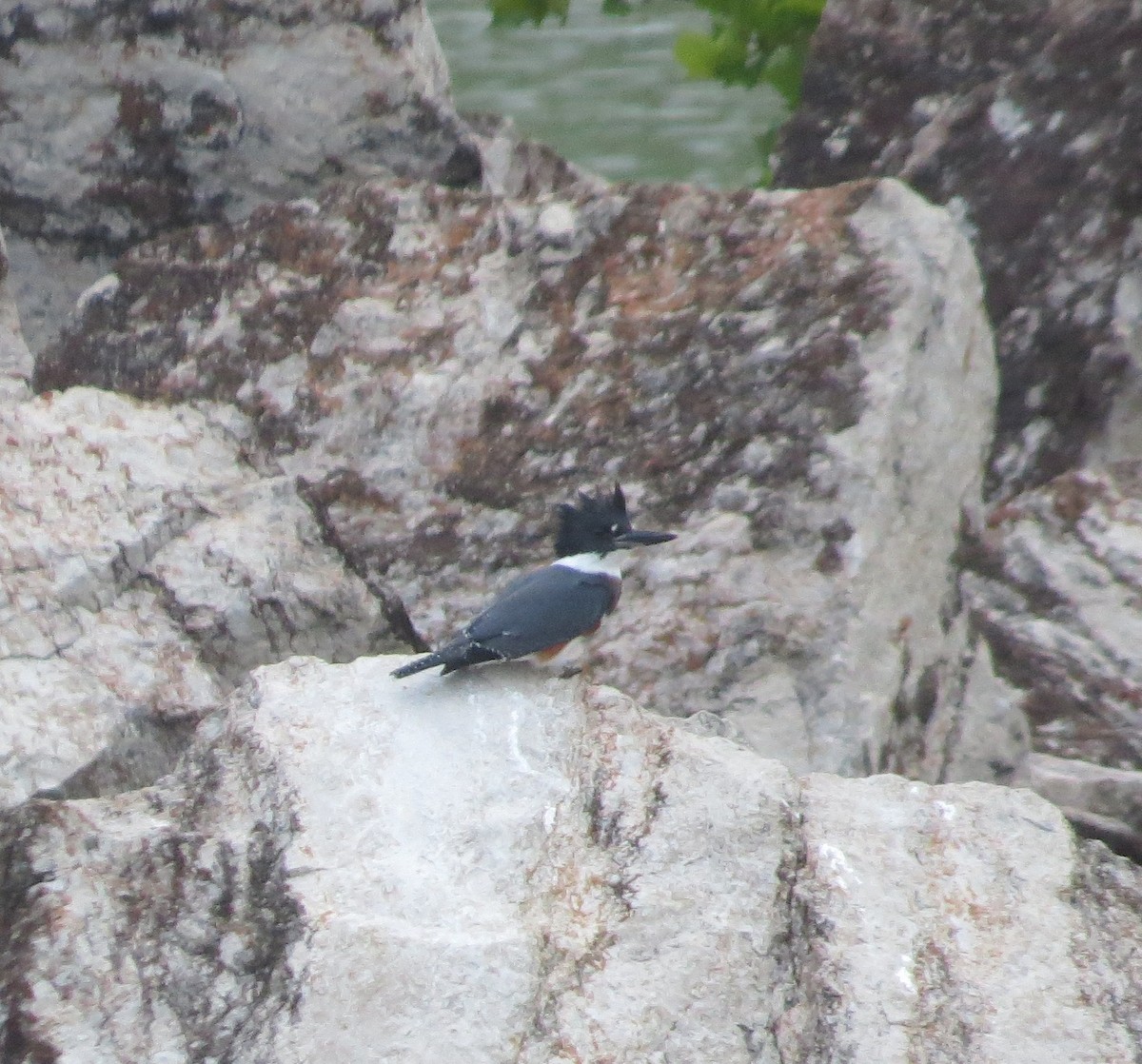 Belted Kingfisher - ML31247401
