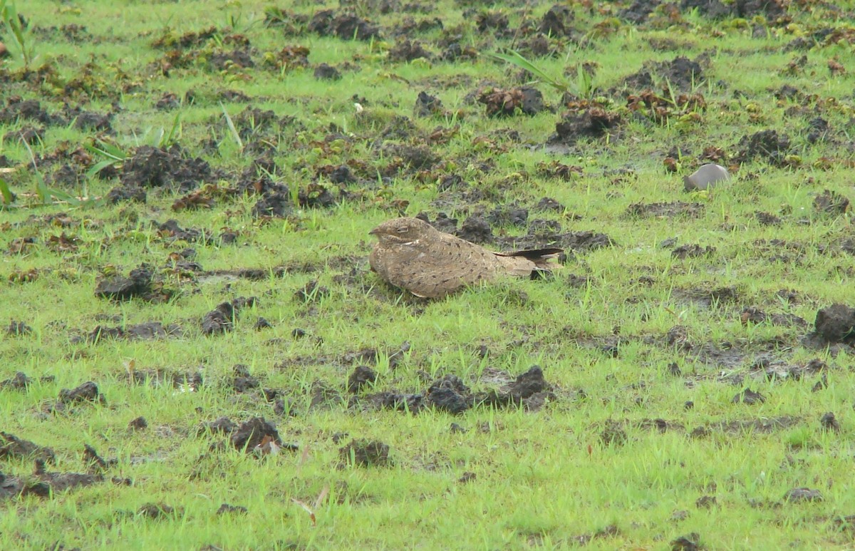 Nacunda Nighthawk - ML312474031