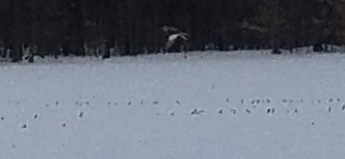 Snow Bunting - ML312474251