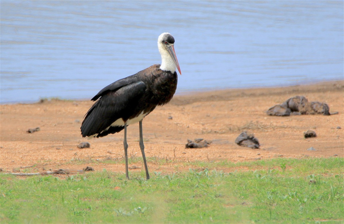 African Woolly-necked Stork - ML312475441