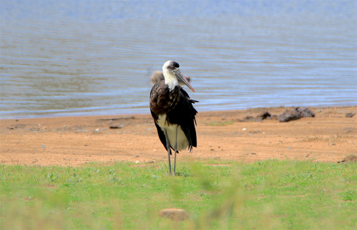 African Woolly-necked Stork - ML312475451