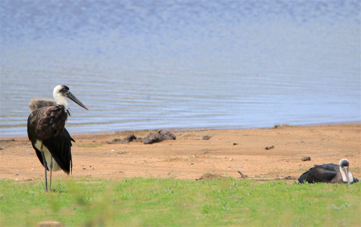 African Woolly-necked Stork - ML312475461