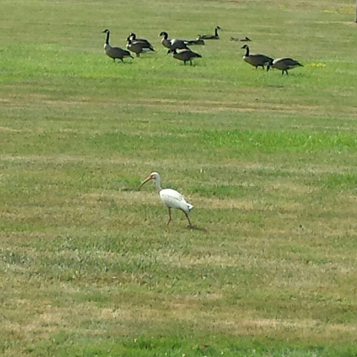 White Ibis - ML31247561