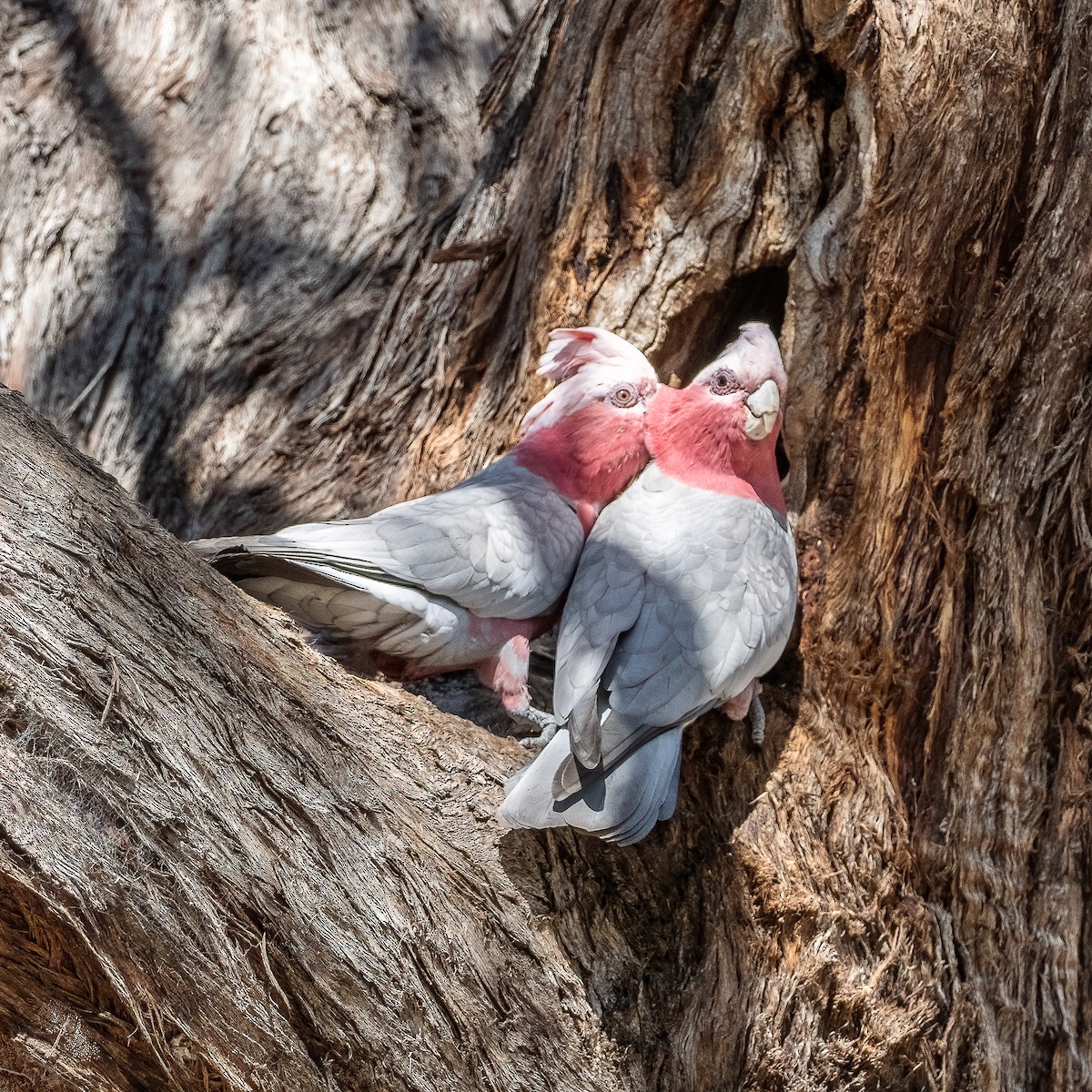 Galah - ML312476261