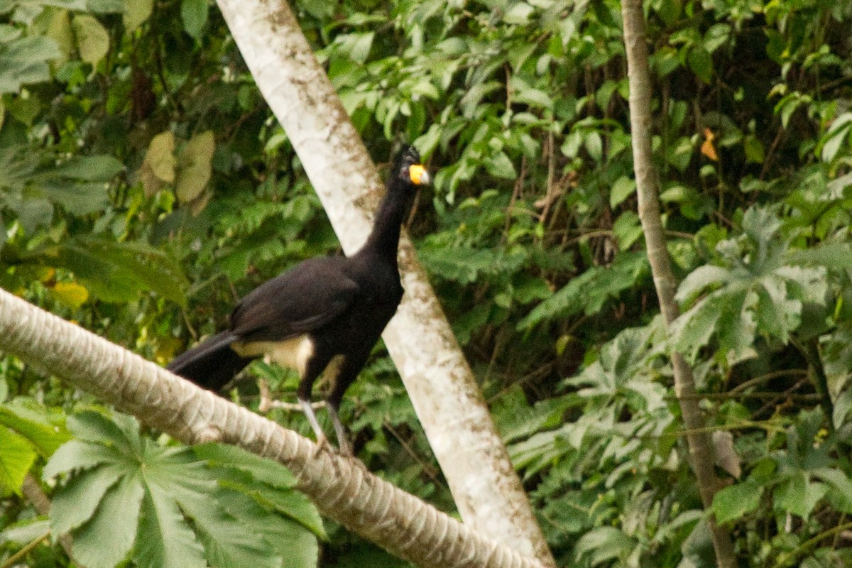 Black Curassow - ML312476491