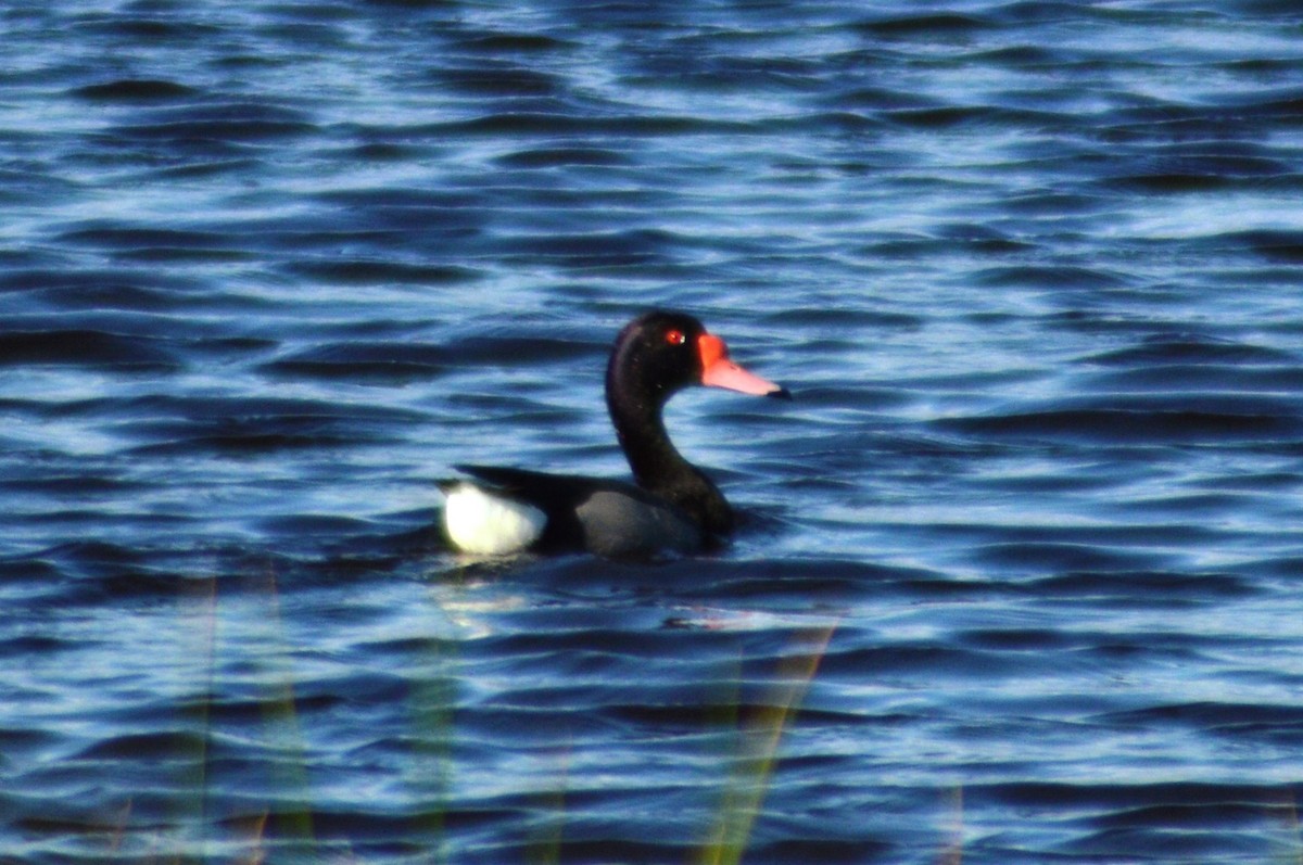 Rosy-billed Pochard - Luciano Perotti