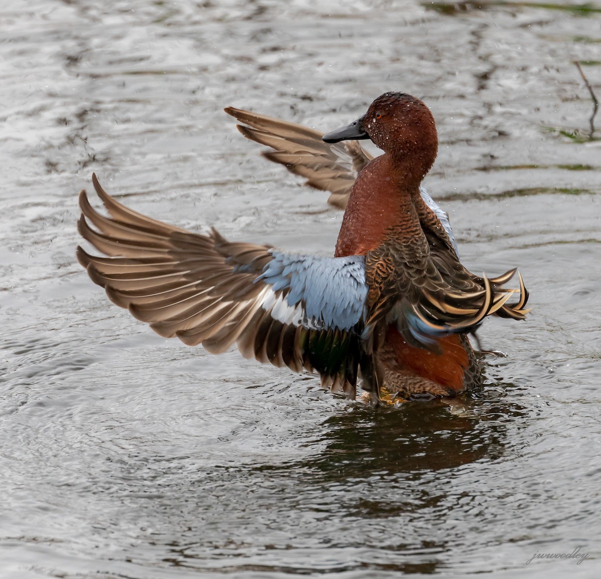 Cinnamon Teal - Janey Woodley