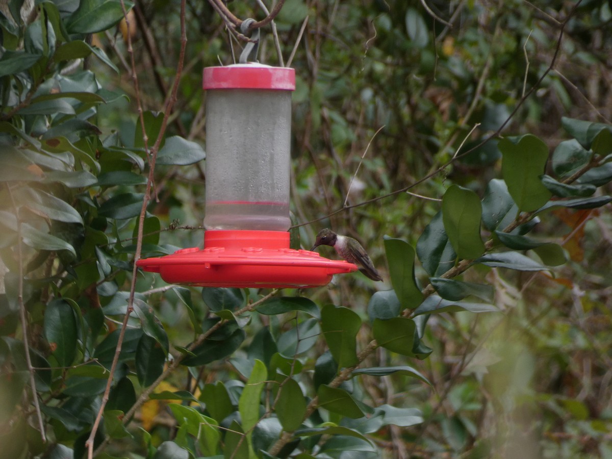 Black-chinned Hummingbird - ML312477101