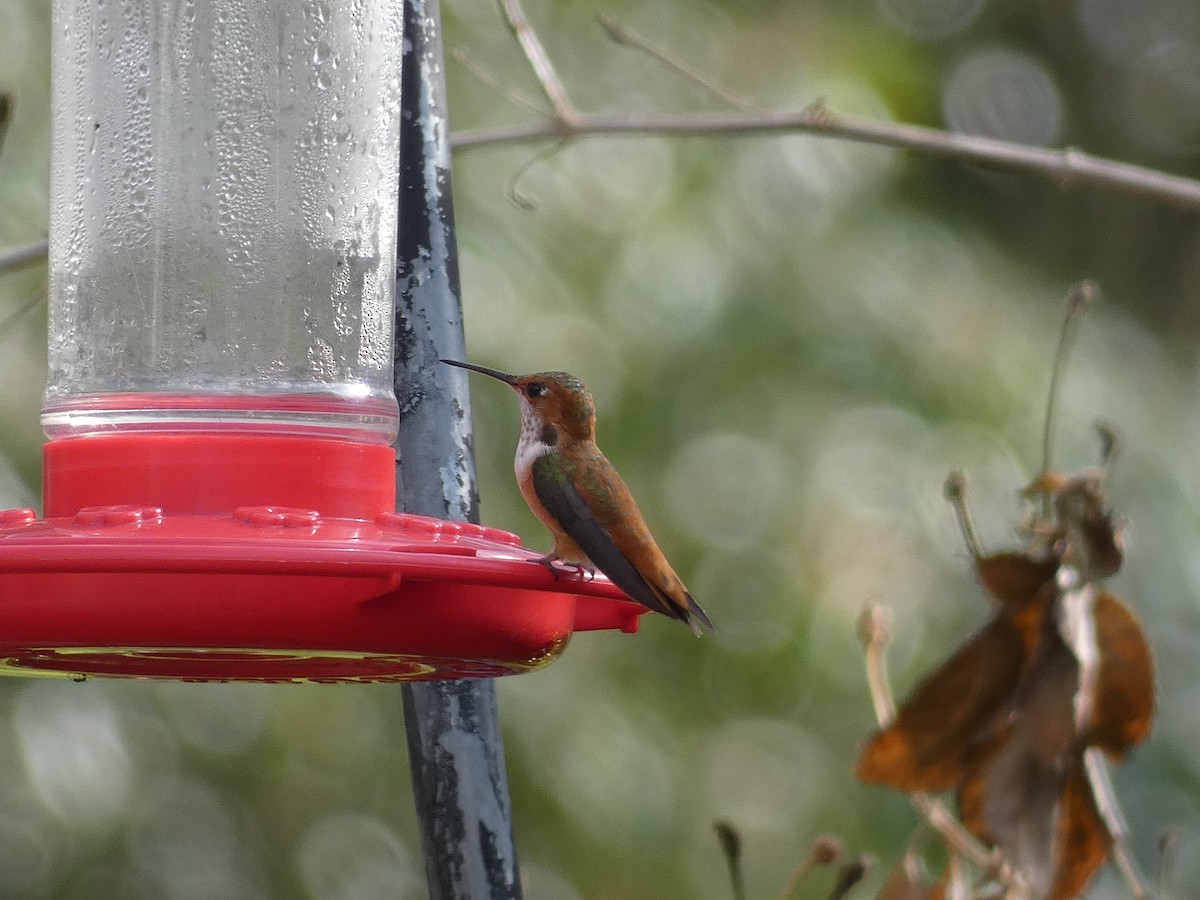 Rufous Hummingbird - ML312477231