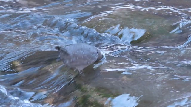 American Dipper - ML312477871