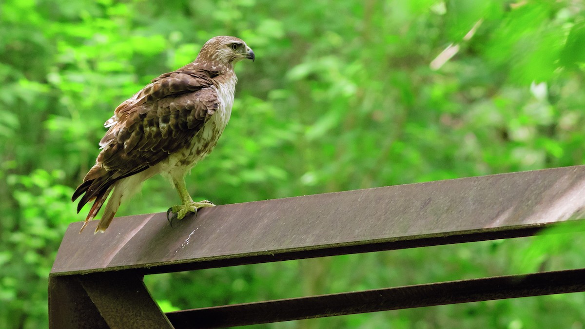 Red-tailed Hawk - ML312478921