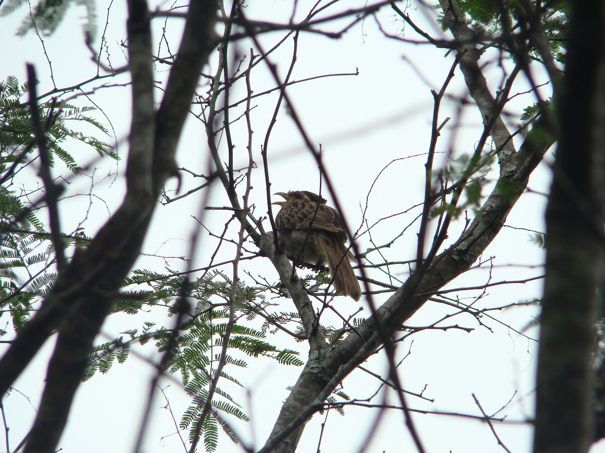 Striped Cuckoo - ML312479191