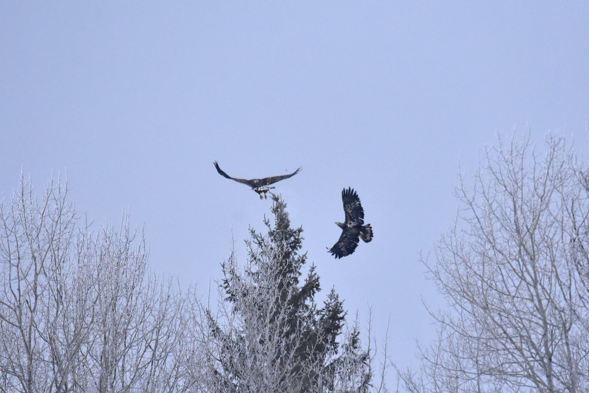 Bald Eagle - ML312479441