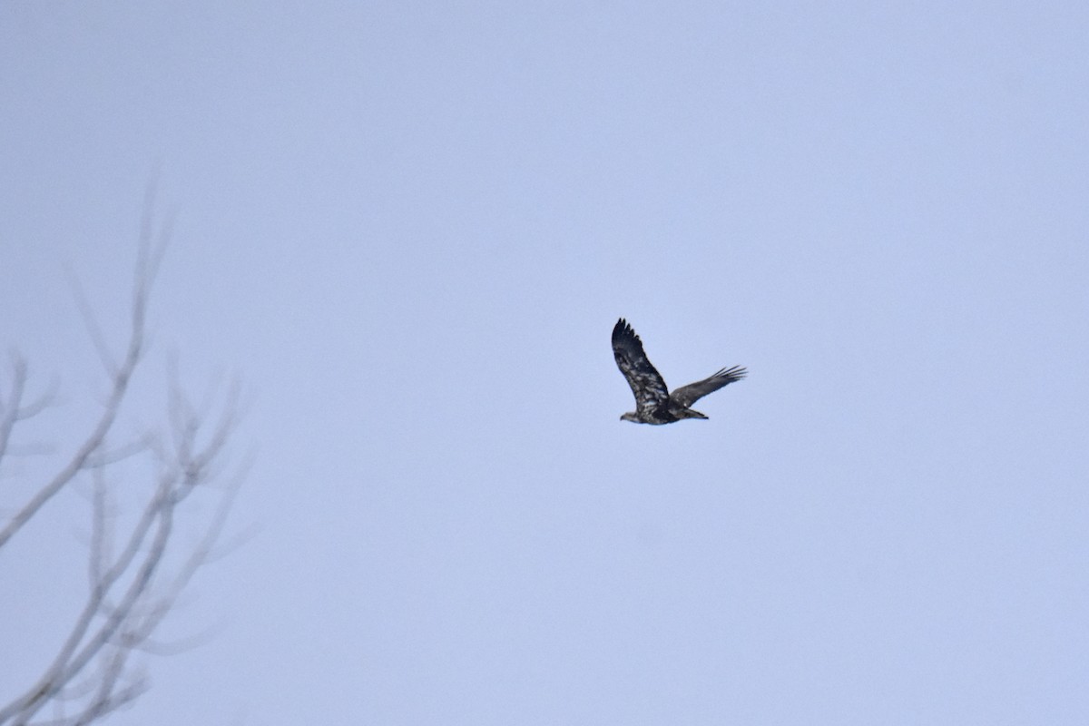 Bald Eagle - Jonathan Gagnon