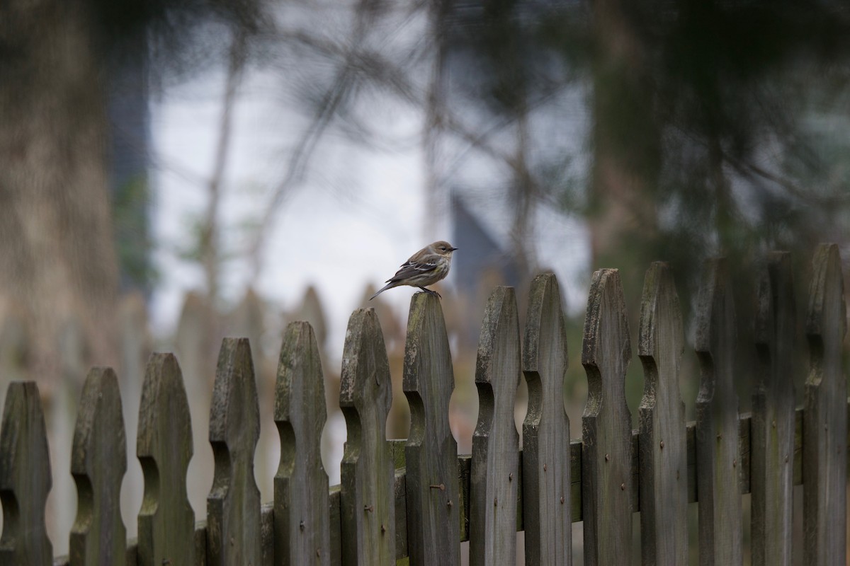 Yellow-rumped Warbler (Myrtle) - ML312481491