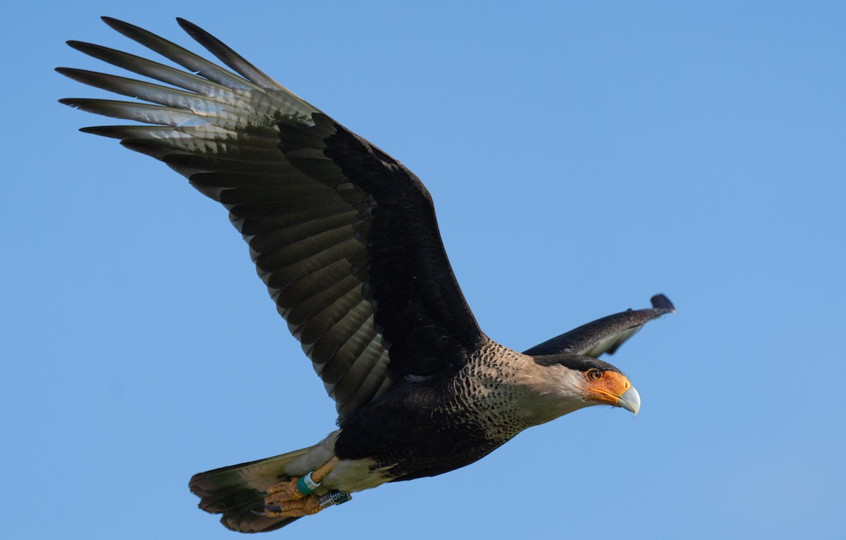 Crested Caracara (Northern) - ML312481621