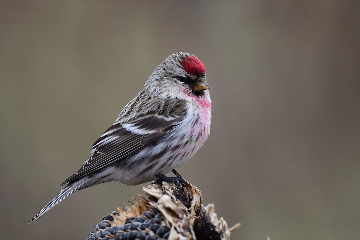 Redpoll (Common) - ML312481801