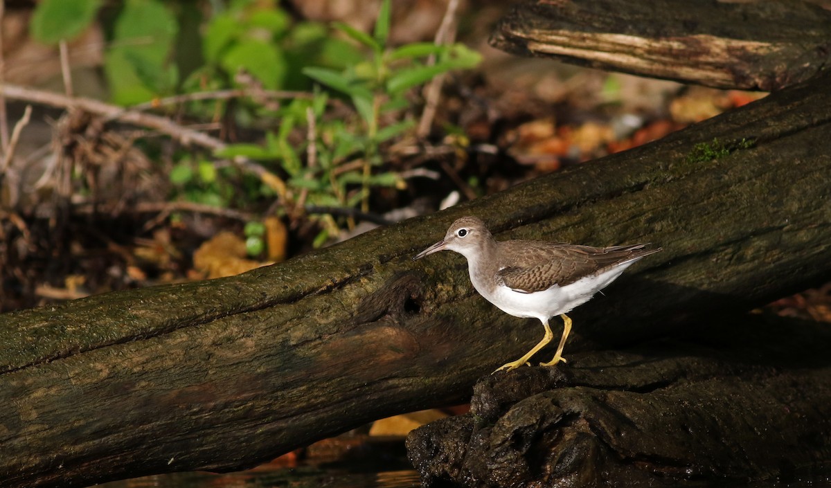 Spotted Sandpiper - Jay McGowan