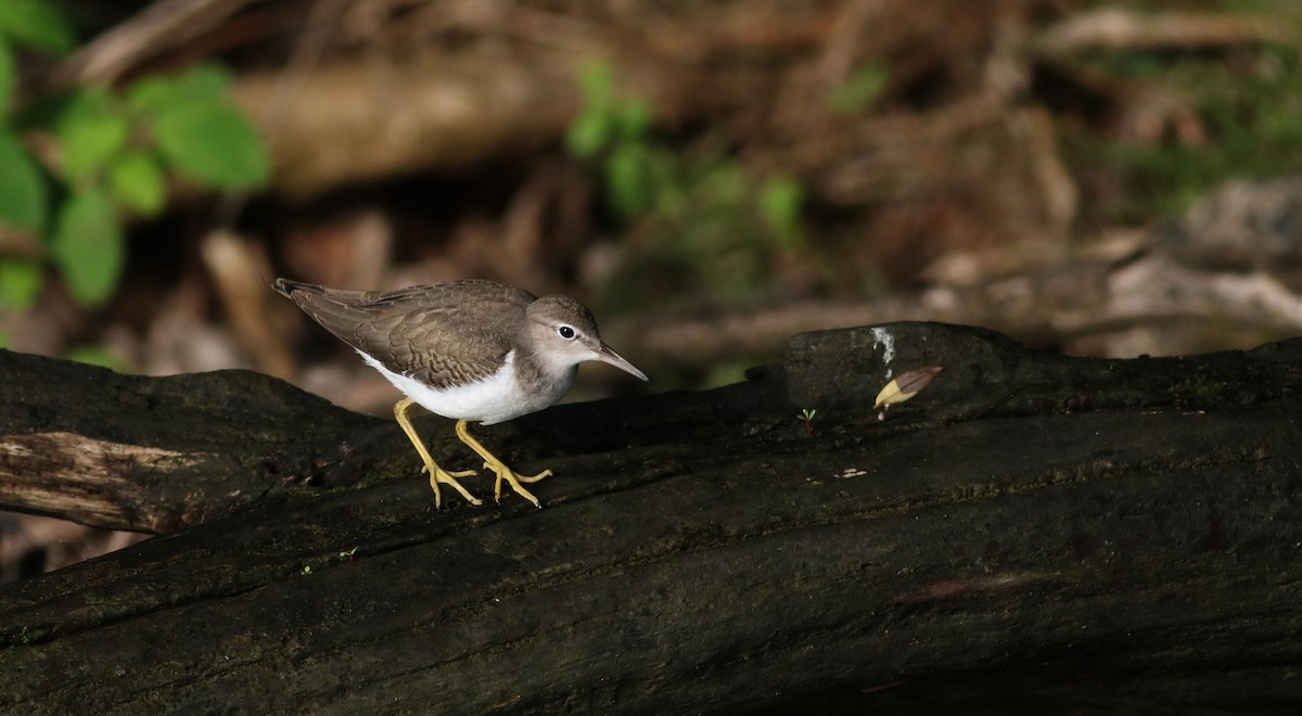 Spotted Sandpiper - ML31248221