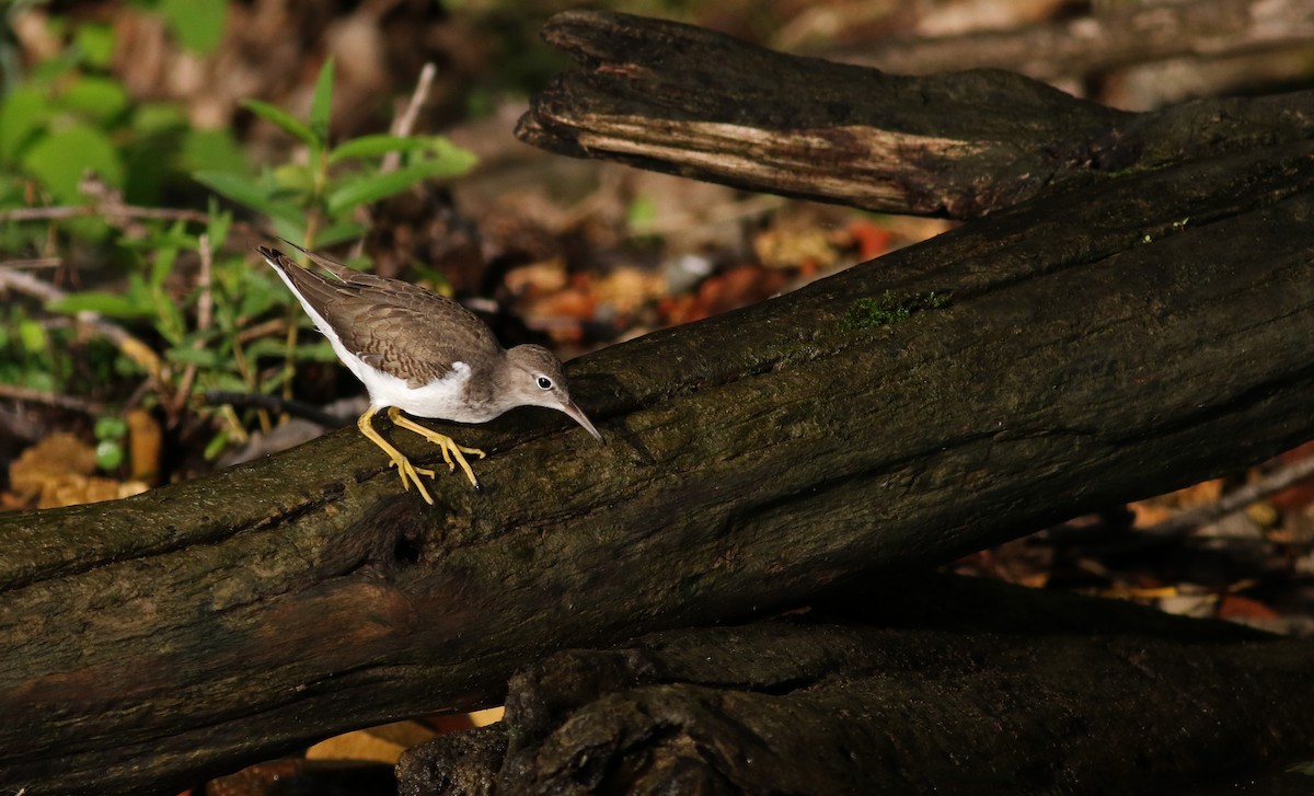 Spotted Sandpiper - Jay McGowan