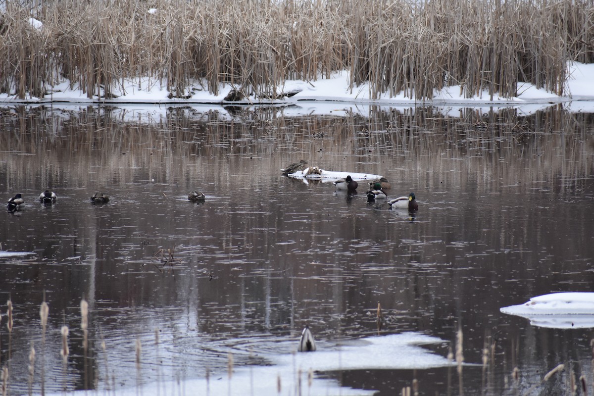 Canard colvert ou C. noir - ML312482651