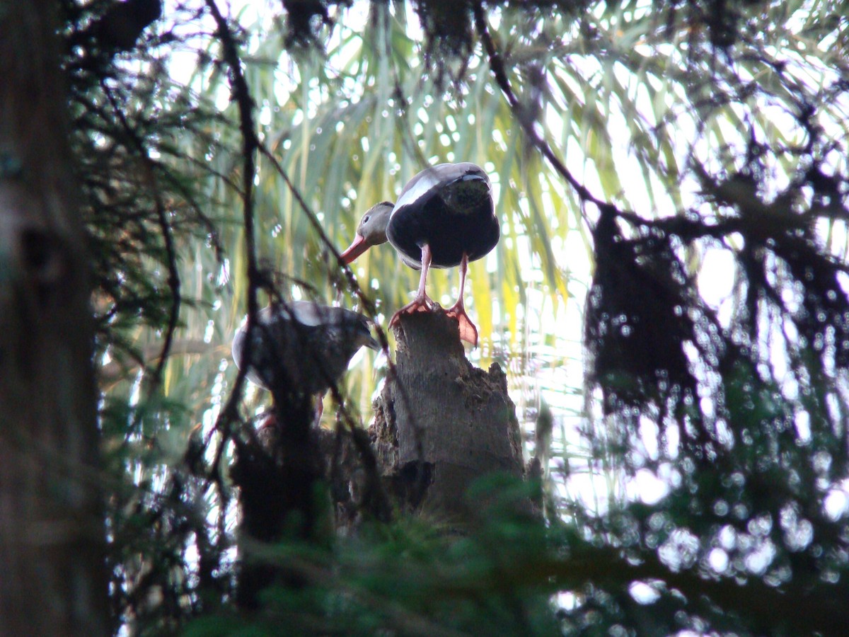 Black-bellied Whistling-Duck - ML312482691