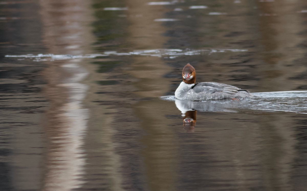 Common Merganser (North American) - ML312482701