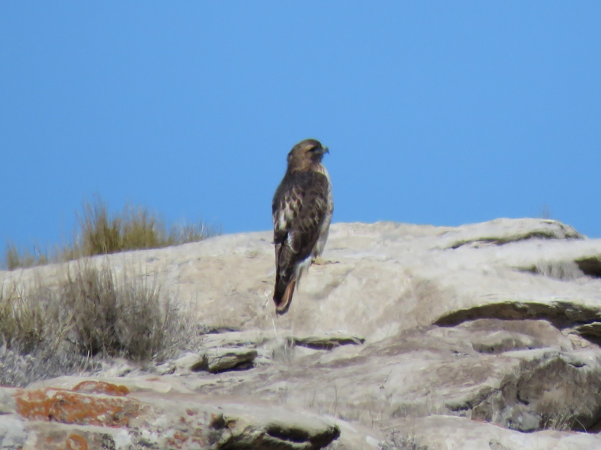 Red-tailed Hawk - ML312483951