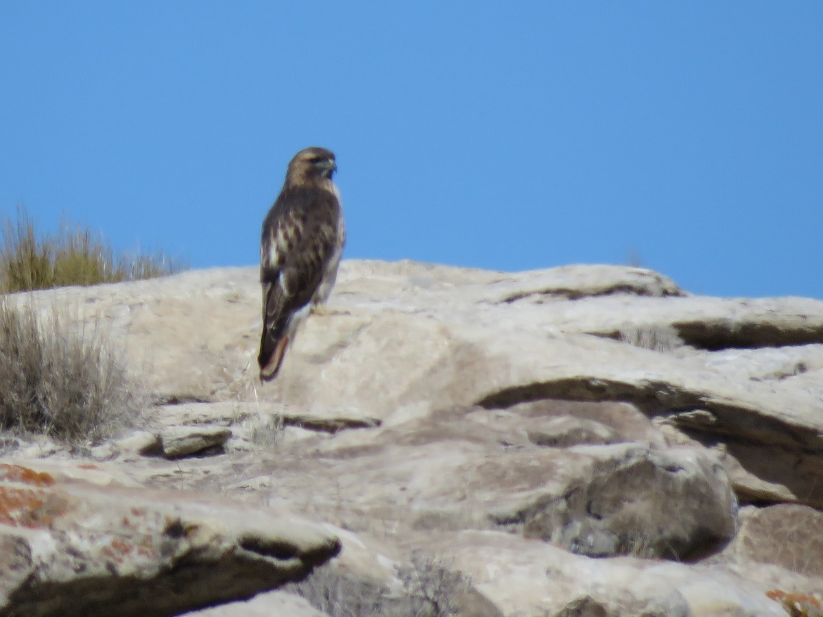 Red-tailed Hawk - ML312484031