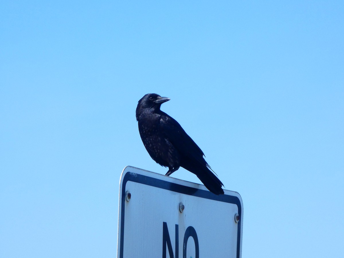 American Crow - ML312484431