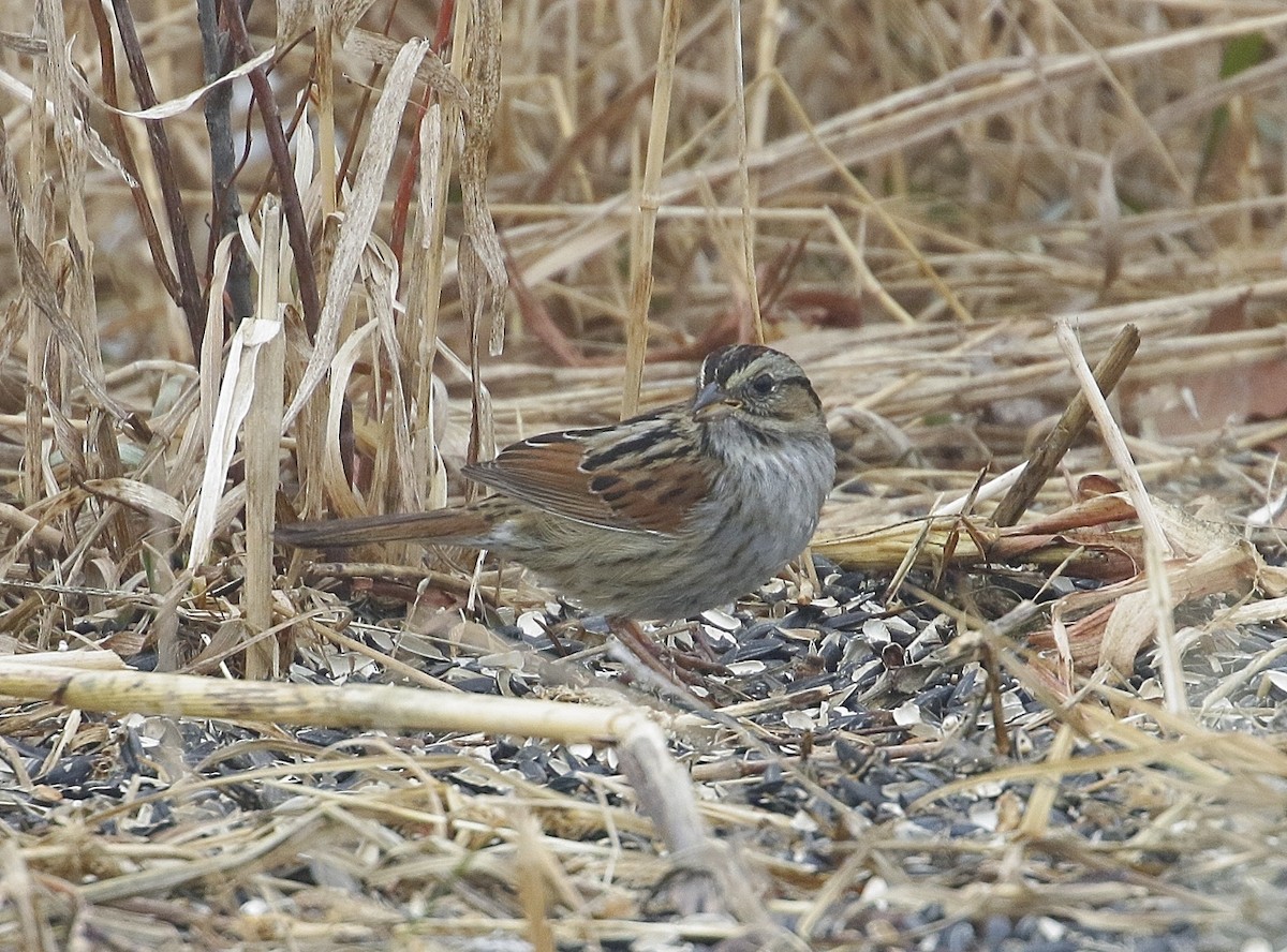 Swamp Sparrow - ML312484701