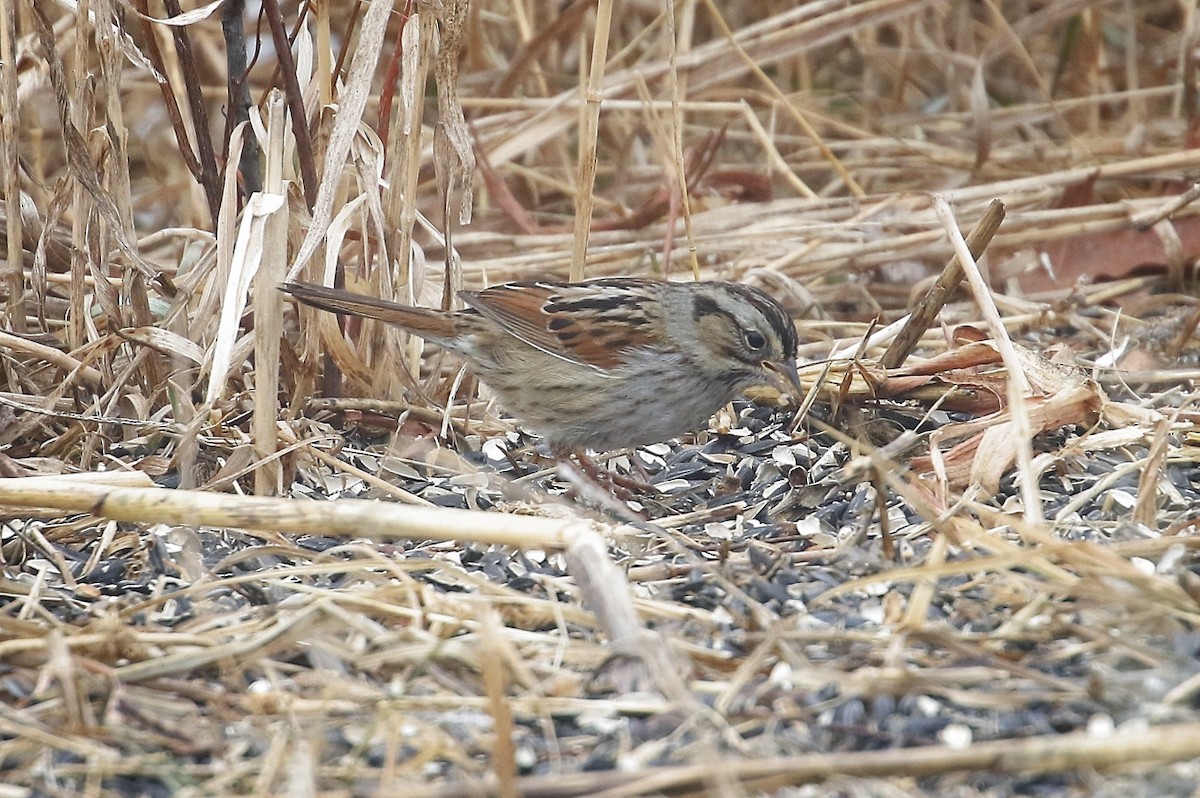 Swamp Sparrow - ML312484801