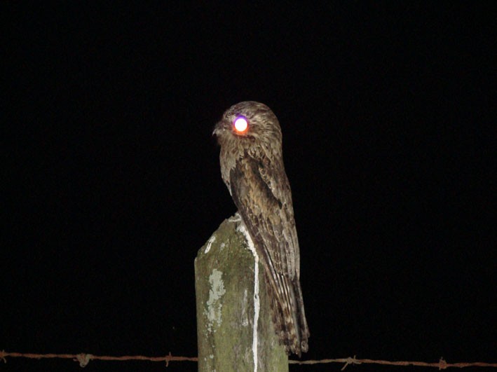 Common Potoo - ML312485021