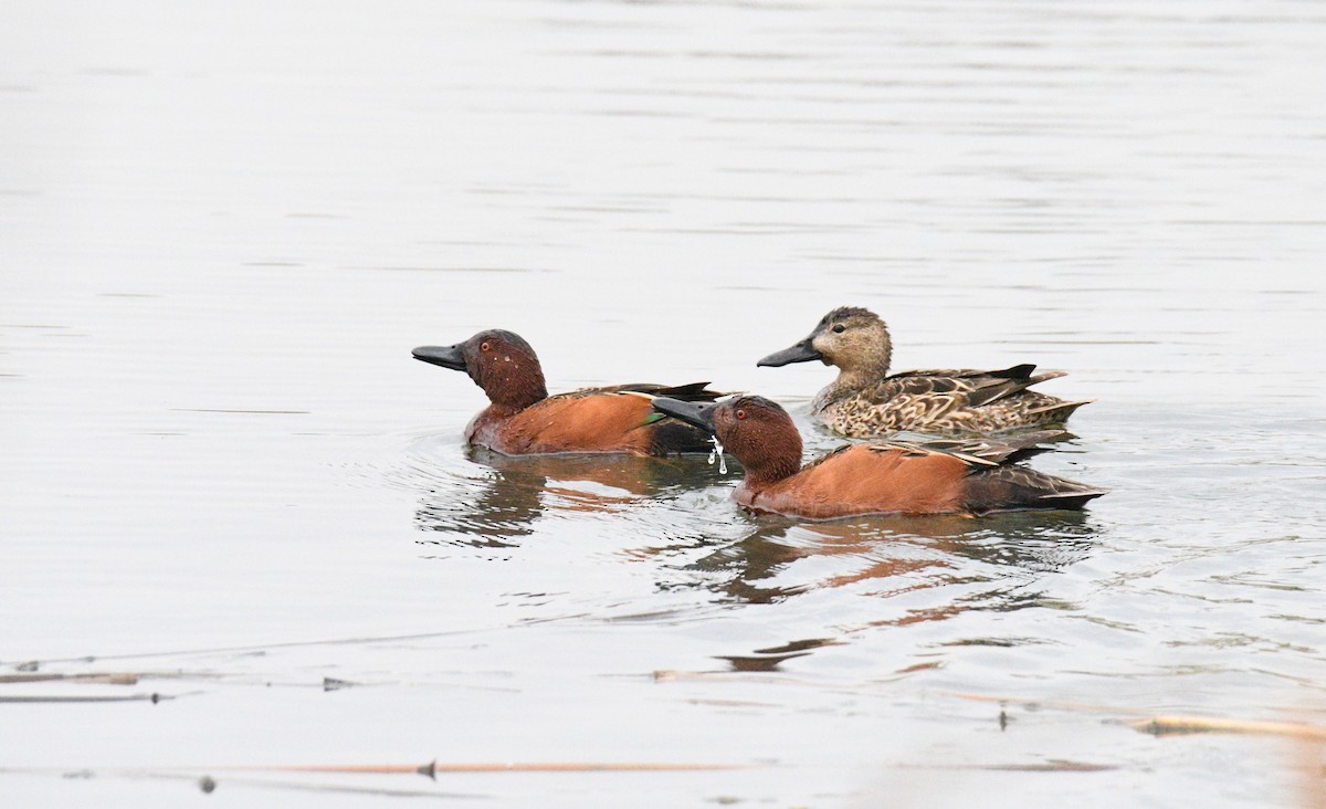 Cinnamon Teal - Tom Huston