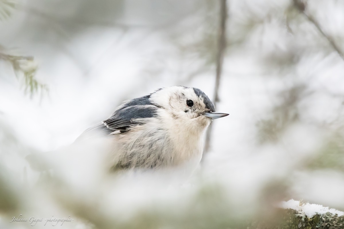 White-breasted Nuthatch - Johanne Gagné
