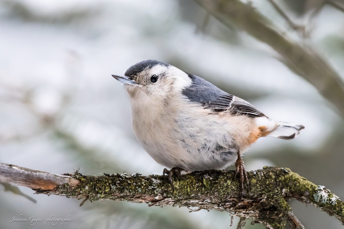 White-breasted Nuthatch - ML312489301